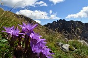 48 Sul sentiero spettacolo di   gentiana anisodonta-ramosa in piena fioritura